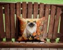 Himalayan Cat in Fall Leaves Throw Pillow Machine Washable, Indoor Outdoor Decorative Pillow for Couch, Bed or Patio, 14Hx14W